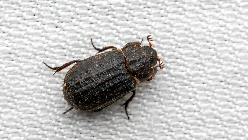 Trogidae Trox scaber