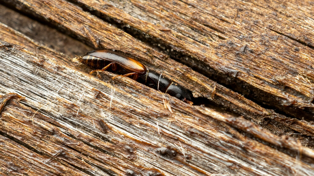 Trogossitidae Nemozoma elongatum