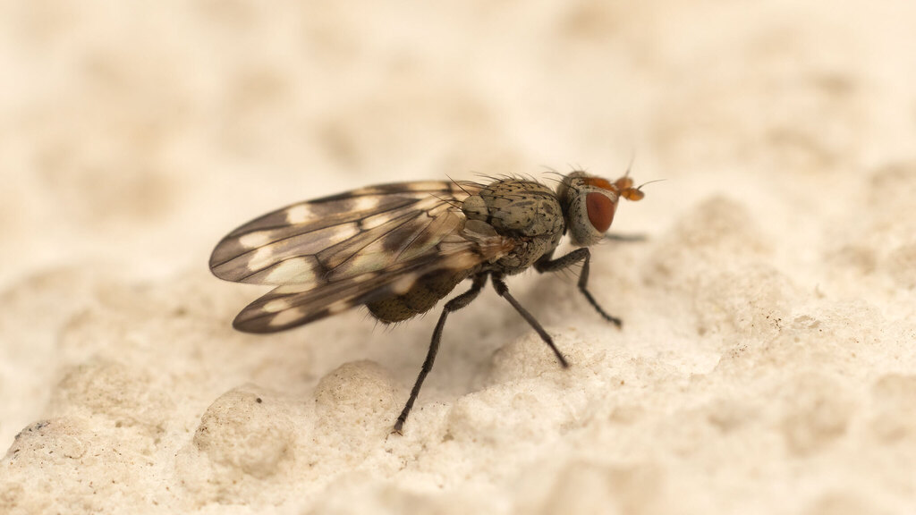 Ulidiidae Otites