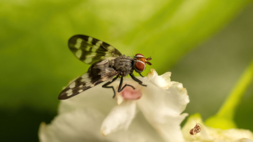 Ulidiidae Otites