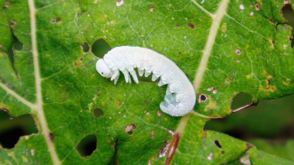 Tenthredinoidea