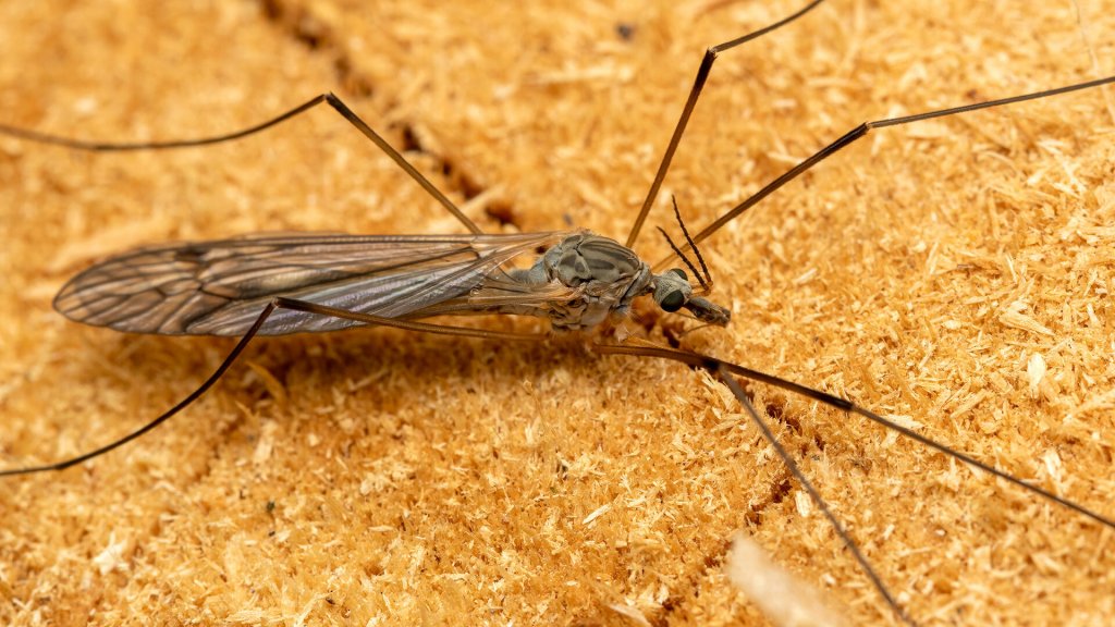 Tipuloidea