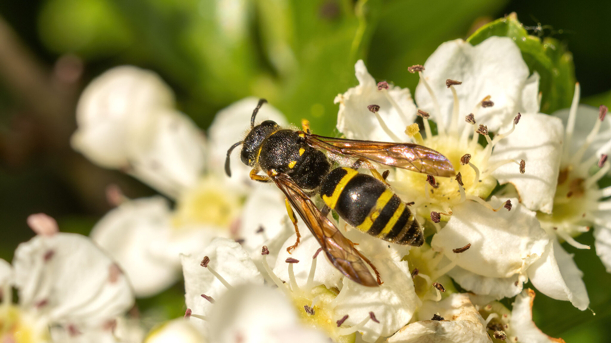 Vespidae Ancistrocerus