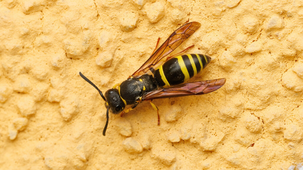 Vespidae Ancistrocerus nigricornis