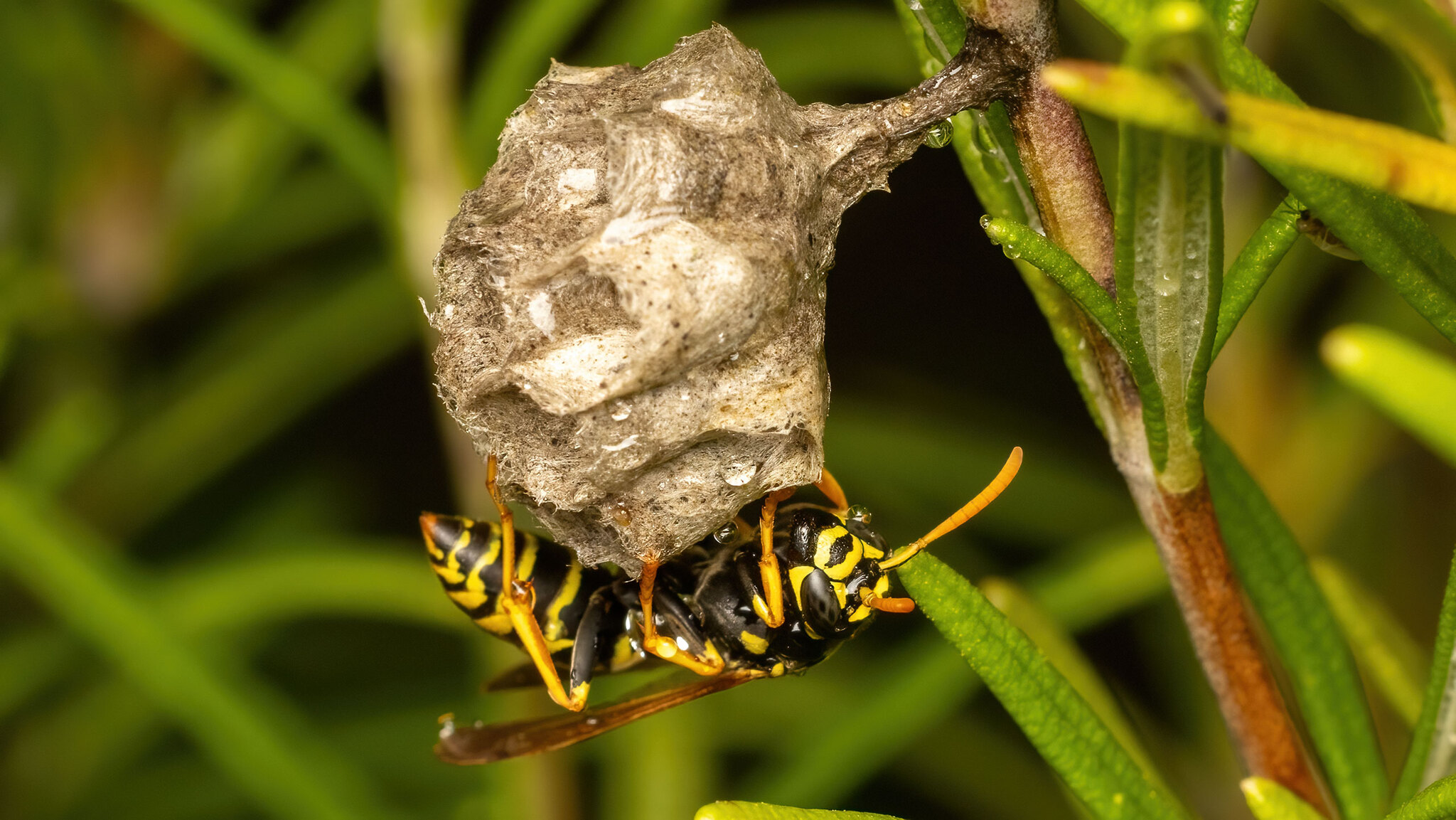 Vespidae Polistes nimpha