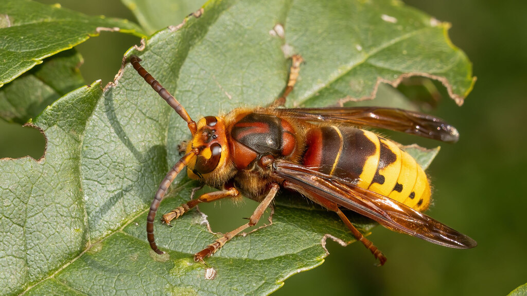 Vespidae Vespa crabro