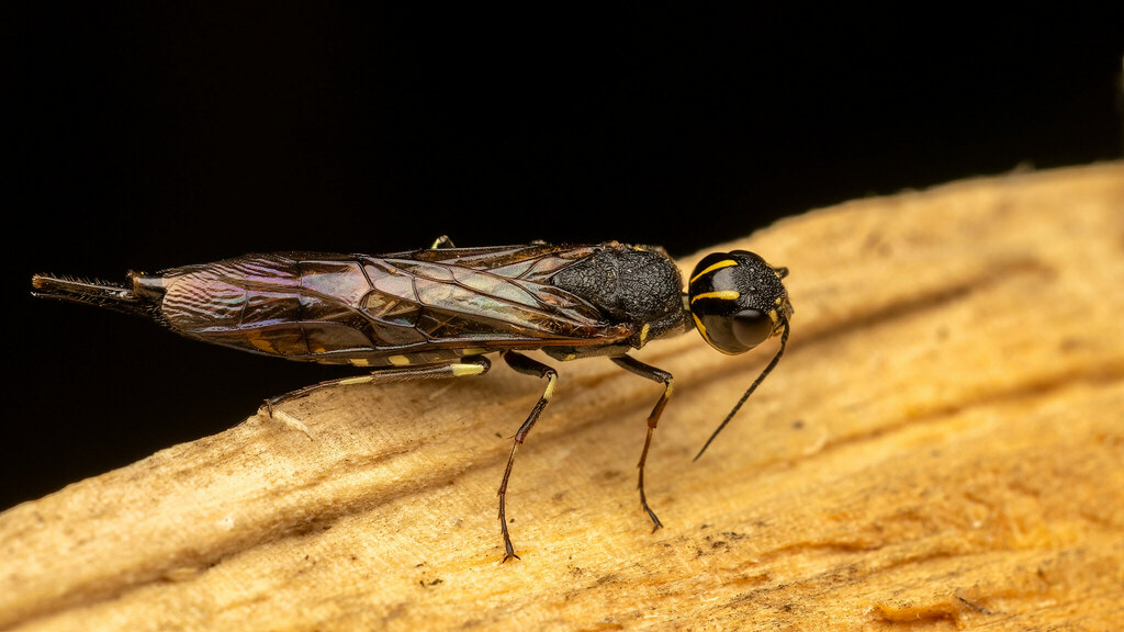 Xiphydriidae Xiphydria longicollis