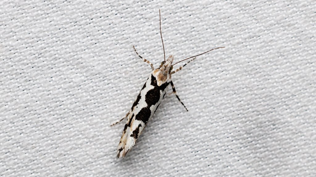 Ypsolopha sequella