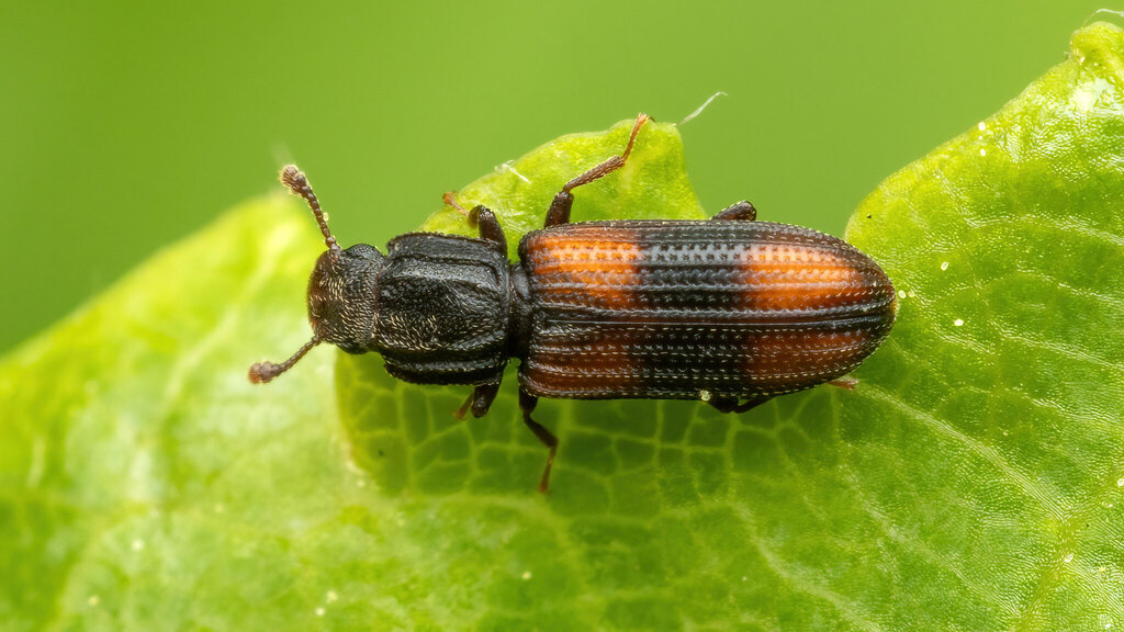 Zopheridae Bitoma crenata