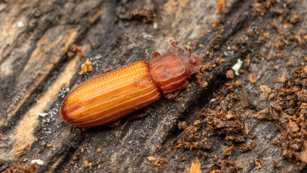 Bitoma crenata