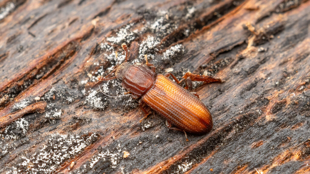 Bitoma crenata
