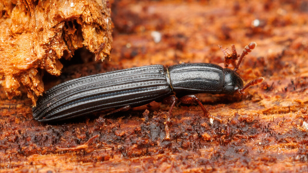 Zopheridae Colydium elongatum