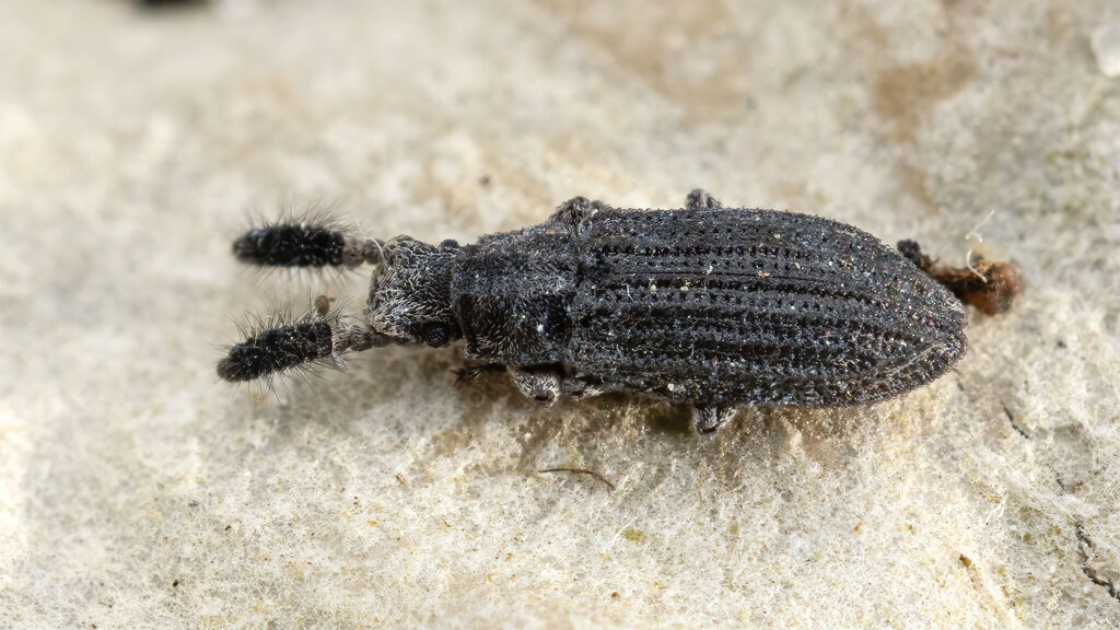 Zopheridae Orthocerus clavicornis