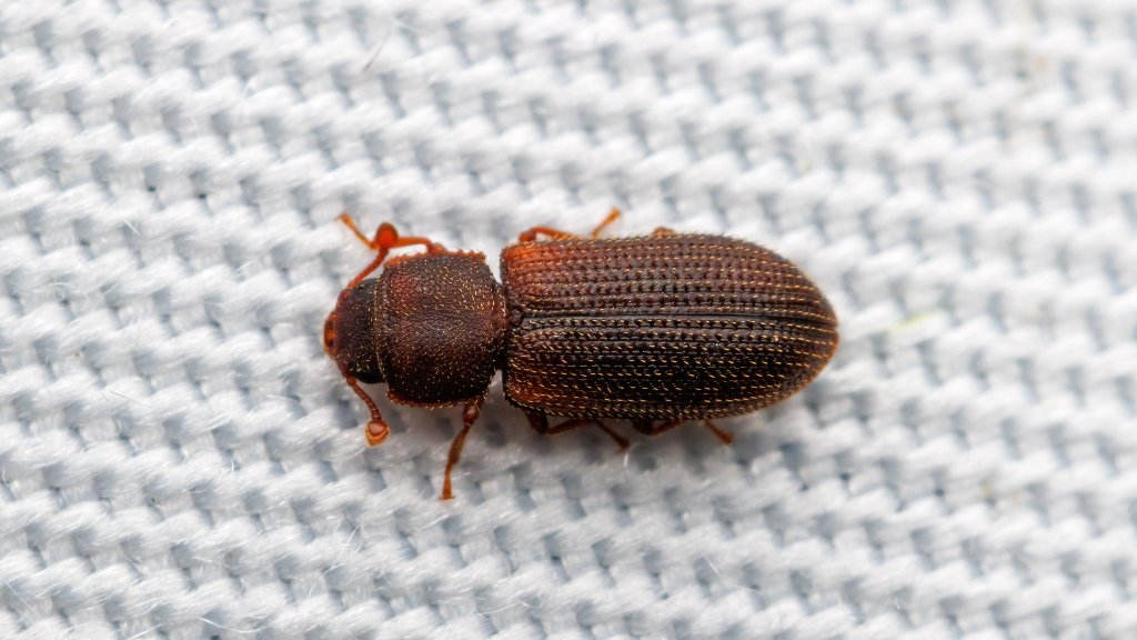 Synchita separanda