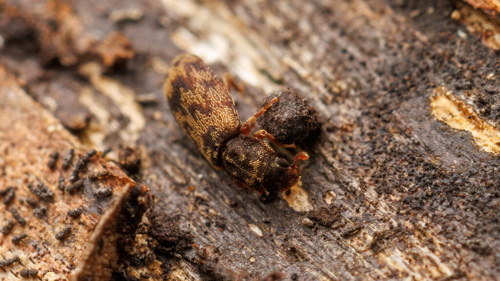Zopheridae Synchita undata