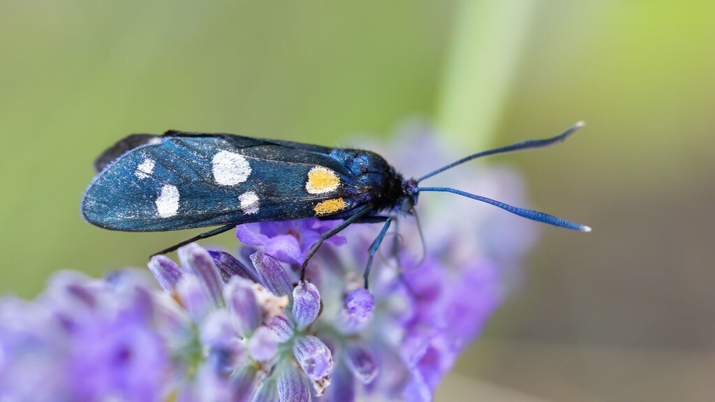 Zygaenidae Zygaena ephialtes
