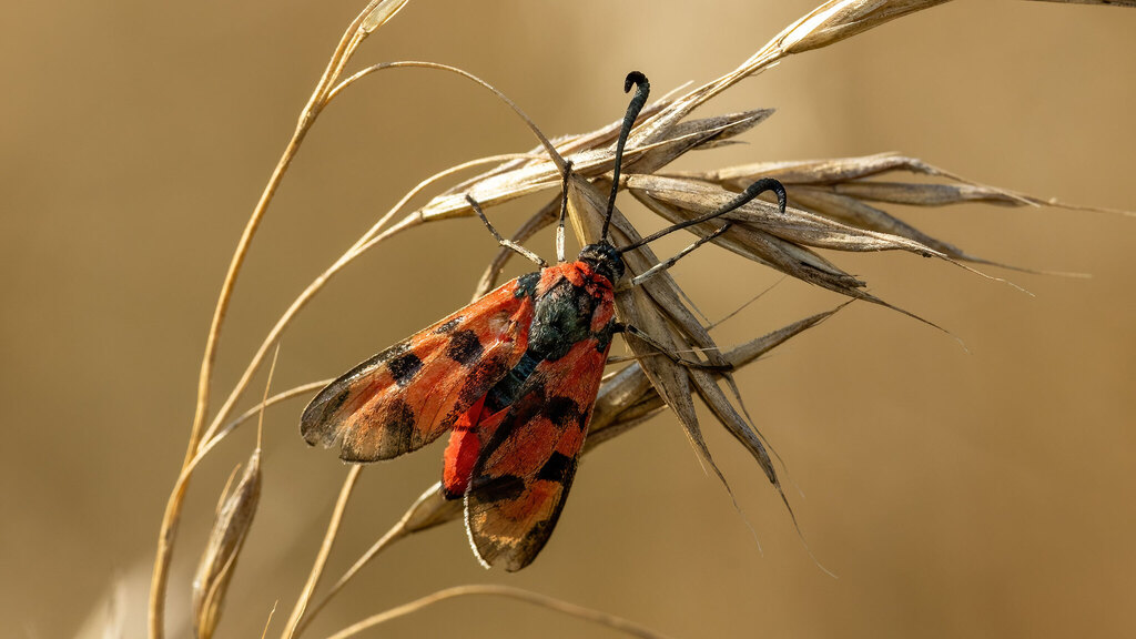 Zygaenidae Zygaena laeta