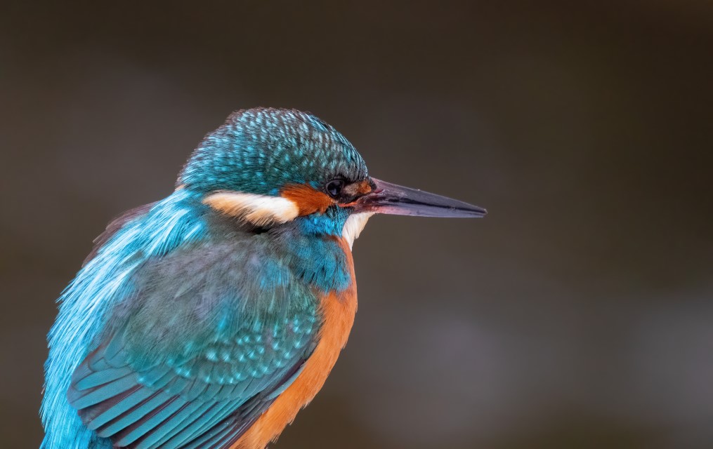 Alcedo atthis